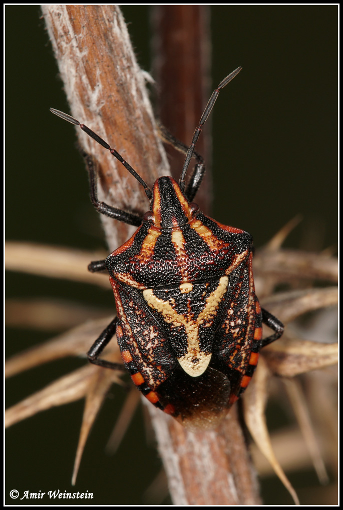 Heteroptera d''Israele - Pentatomidae: Codophila maculicollis